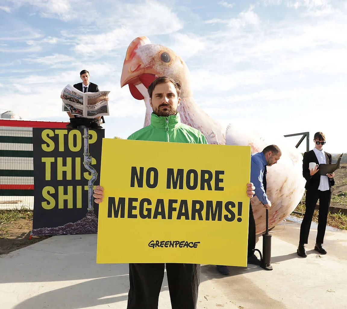 „Állítsátok meg ezt a szart!” – A magyar határnál épült horvát csirkefarm miatt akciózott a Greenpeace